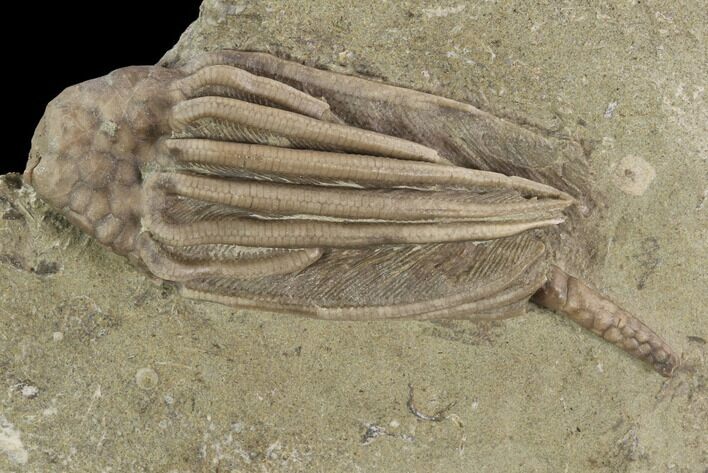 Crinoid (Macrocrinus) Fossil - Crawfordsville, Indiana #94354